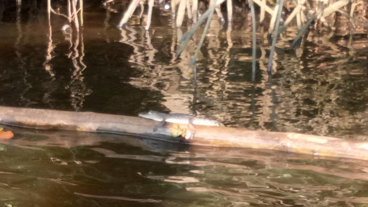 Mahi Villa Bentota Dış mekan fotoğraf