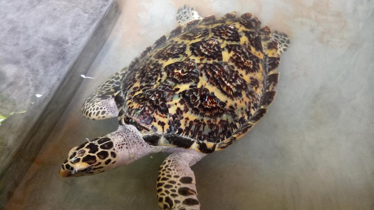 Mahi Villa Bentota Dış mekan fotoğraf